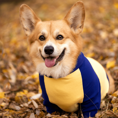 Corgi clothes for dogs